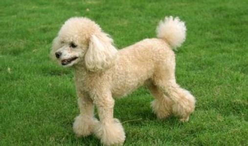 贵宾犬的5种独有造型你最喜欢哪种