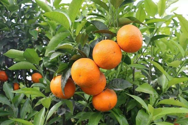 橘子浑身都是宝,橘子皮沤肥养花,橘子种发芽成树