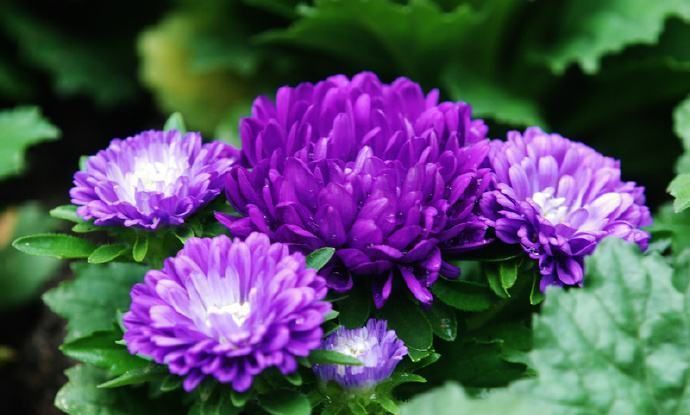 喜欢菊花,不如养盆"世界名菊"紫菊,花开似绒球,太美艳