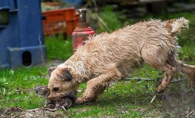 狗拿耗子多管闲事?英有一种梗犬是专门捕鼠,8犬猎杀700多鼠