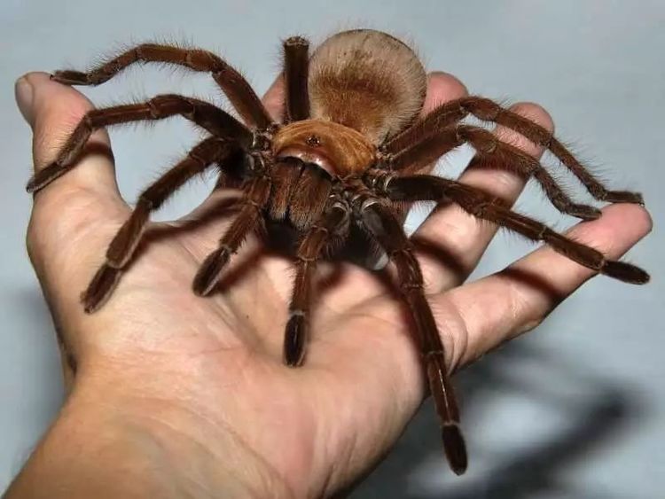世界上最大的蜘蛛,体长一尺,蜘蛛网犹如盘丝洞可以捕杀猎物