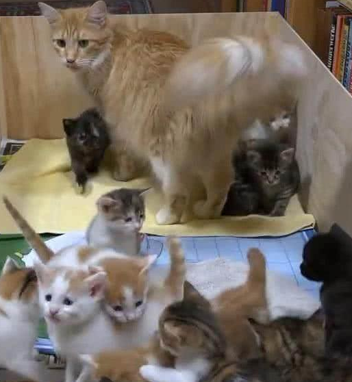 猫妈妈第一次产崽,姑娘精心照料,小猫出生后,姑娘蒙了