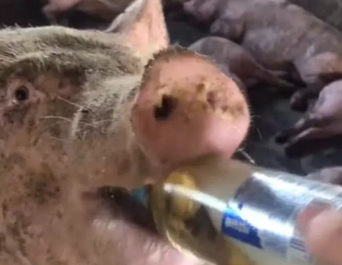 主人给猪喝啤酒,没想到一口饮一瓶,画面让人笑喷