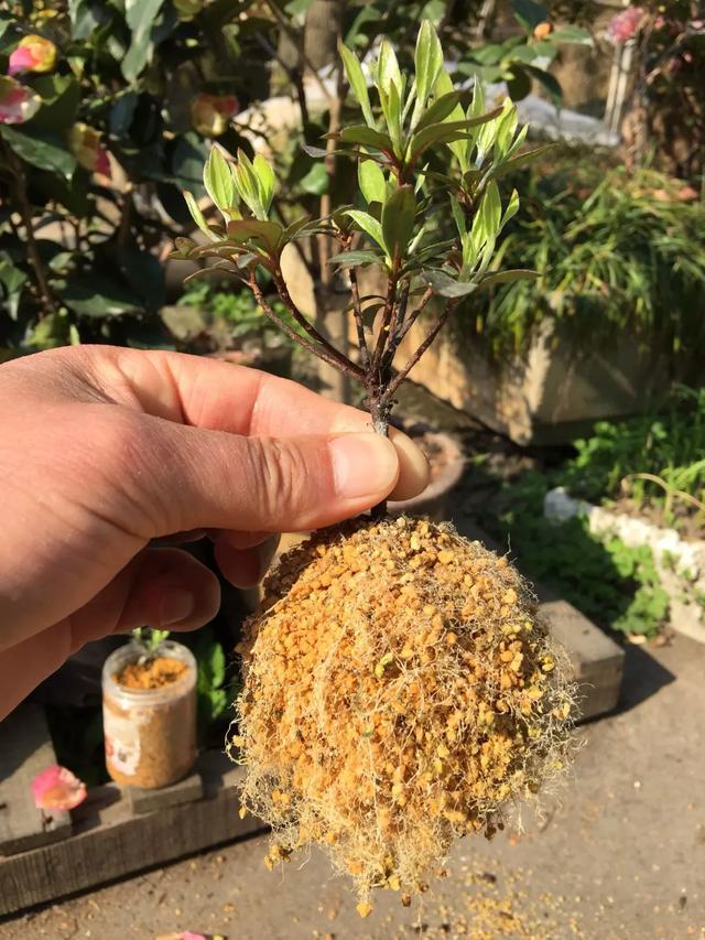 5,有花友用纯鹿沼土扦插的杜鹃,冒出来的根系