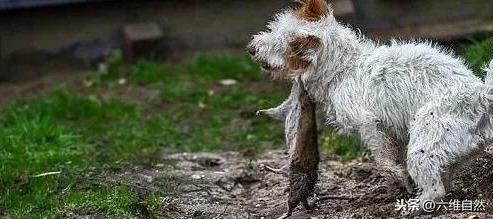 狗拿耗子多管闲事?英有一种梗犬是专门捕鼠,8犬猎杀700多鼠