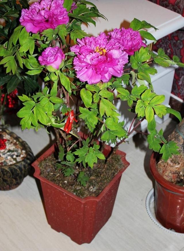 养盆栽"牡丹花",有1个技巧,枝叶茂盛,花大色艳,一棵变