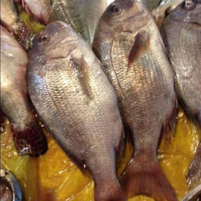 16种北方常吃到的海鱼叫上名字的有几个全吃过的绝对是海边人
