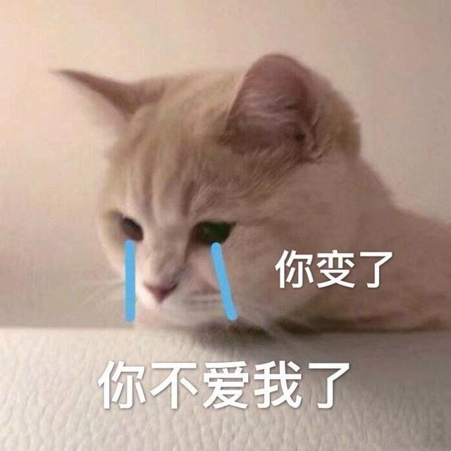 猫咪斗图表情包合集|很生气不想说话