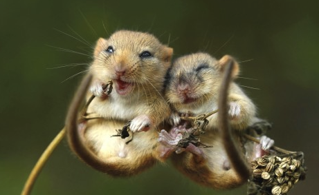 开心的说出"茄子"!可爱的时刻,两只小老鼠在睡觉前被发现拥抱