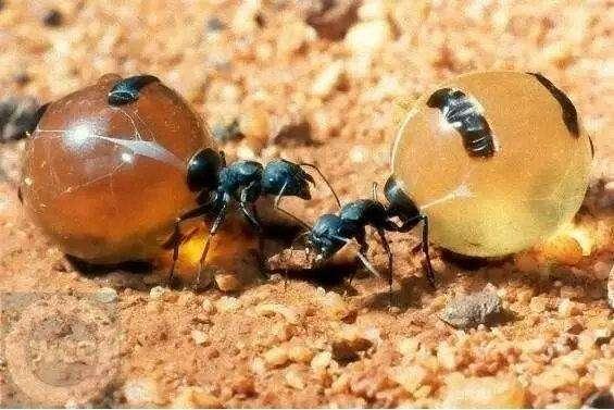 世界上性格最烈的蚂蚁,当危险临近时,会自爆与敌人同归于尽!