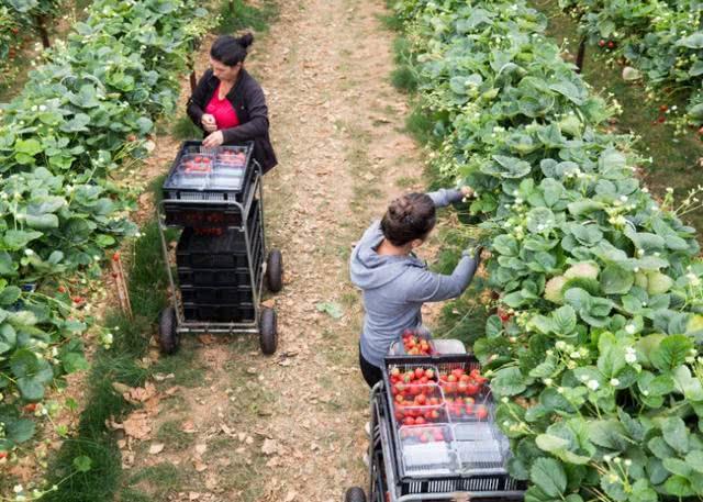 自然灾害如何应对 病虫灾害防控措施