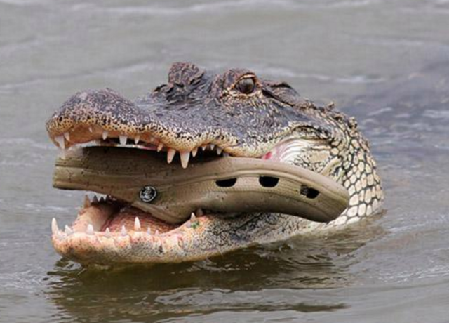 一直鳄鱼以为胶鞋是美食,没想到卡在了长长的牙齿上无法取下来,就这样