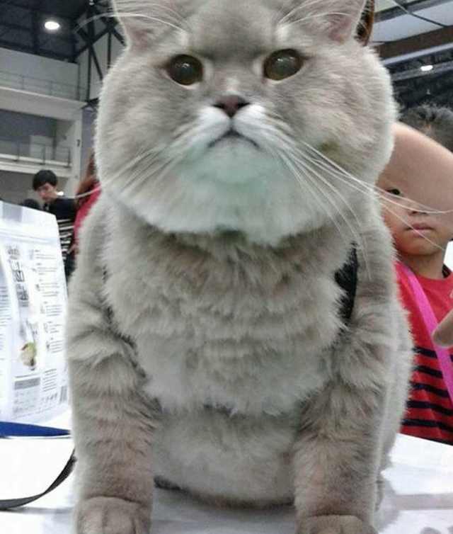 泰国肥猫网络意外走红,让人心生疼爱,但洗澡时却变样了!