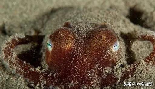 太平洋有一种又萌又奇怪乌贼,体色越变越萌,体长十厘米迷你生物