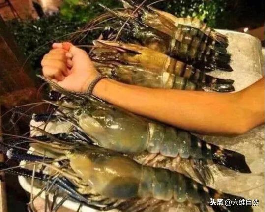 罗氏虾称为淡水虾王,而在湄公河大虾,体长最大1米,让吃货畏惧