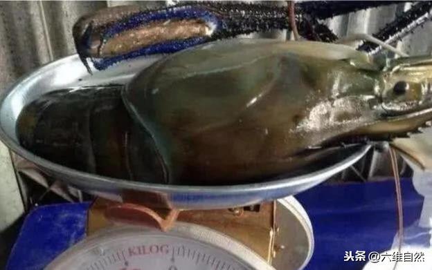 罗氏虾称为淡水虾王,而在湄公河大虾,体长最大1米,让吃货畏惧