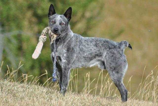 澳洲牧羊犬是全能的牧场犬,它们很聪明,很有运动天赋,几乎擅长任何犬