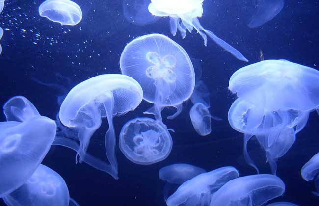 灯塔水母可以长生不死吗,科学家说:这种水母也未能颠覆生死法则