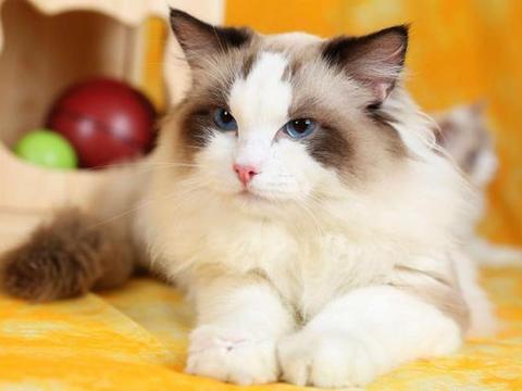全球首例宠物猫确诊新冠肺炎，病毒面前不分种群