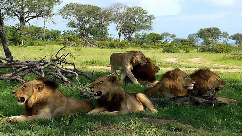 坏男孩六只狮子结局