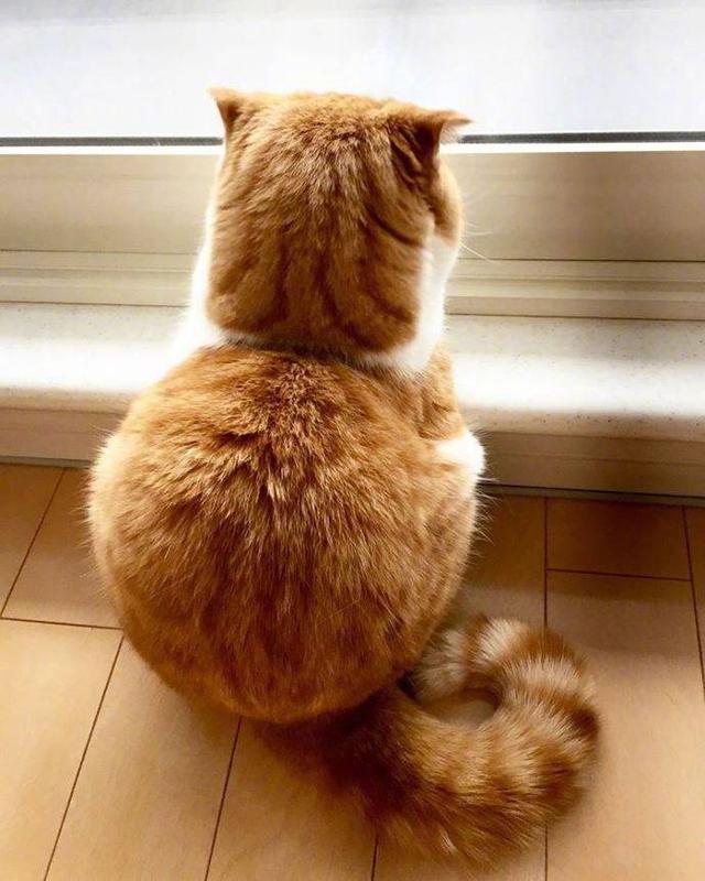 小橘猫留下惆怅背影:他们说我会越长越肥!让我静静