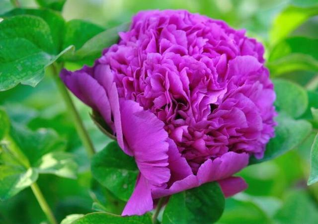 魏紫牡丹花朵硕大,状如皇冠,花朵绚丽,花紫色