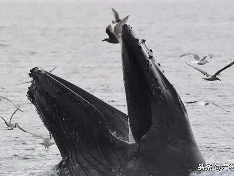 被鲸吞下一分钟:潜水员被鲸吞后逃出生天,究竟是怎么...