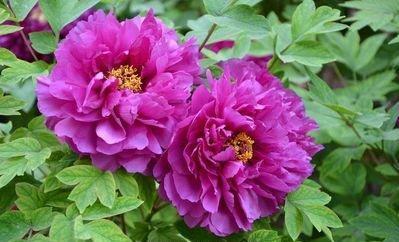 魏紫牡丹花朵硕大,状如皇冠,花朵绚丽,花紫色