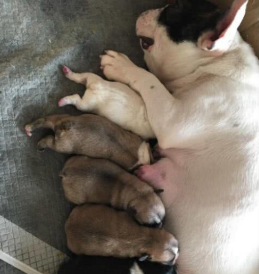 斗牛犬妈妈生下一窝狗崽,吃奶的样子,让主人怀疑养了一群猪仔