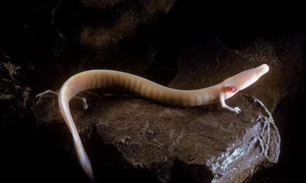 七年一动不动，十二年才交配一次，这种最懒生物就是传...