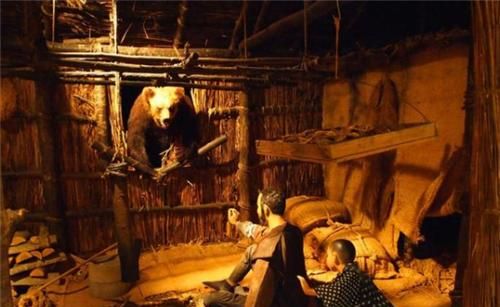 日本三毛别罴事件:棕熊也会变成食人猛兽?被捕后遭众人分食