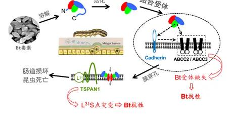 深入报道:成都bt工作室微信真的靠谱吗?揭秘真实服务流程与常见疑问