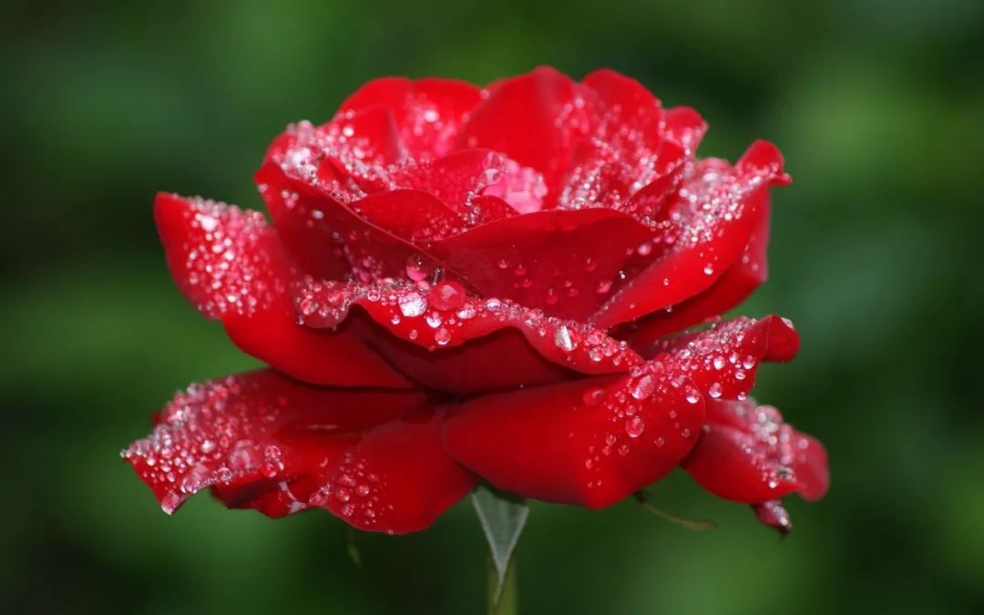 当接触荷叶表面时,水会形成水珠滚落下来,而玫瑰花怎么就不会?