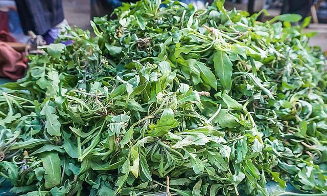农村一野菜,酷似蒲公英又像苦菜,1斤能卖20元,遇到记得采回家