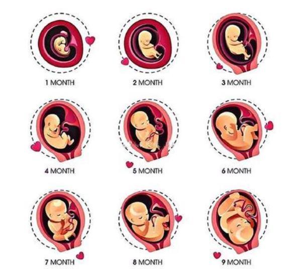 胎儿成长最快的一个月,孕妈一定注意几件事,否则影响胎儿发育