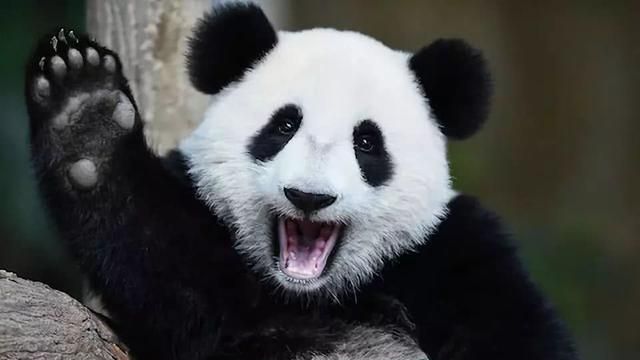 唯一一只被退货的大熊猫,原因意外的真实,就是有点好笑