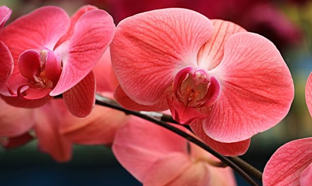 一花一世界,3种花家里必养,花大色艳比玫瑰好看,养出小花园