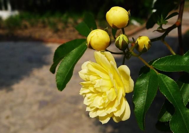 一花一世界,3种花家里必养,花大色艳比玫瑰好看,养出小花园