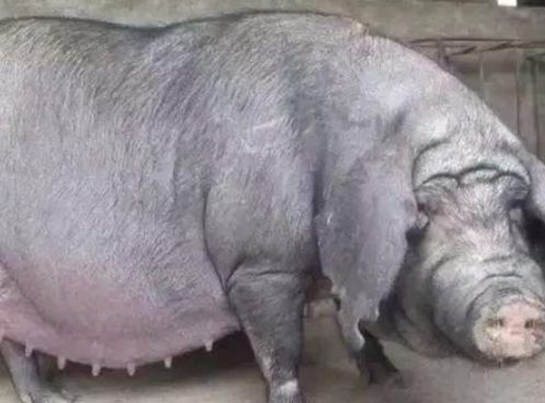 世界上最大的动物,1吨重的猪,战斗力堪比恐龙,最后一个能吃人