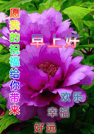 4月6日最新早晨好问候语动态图片表情 漂亮早上好问候