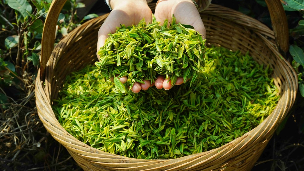 复工复产进行时|花海茶田 青岛崂山大田明前茶开采