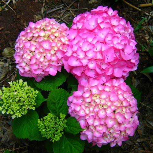 阳台空荡平平无奇 简单设计 变成百花齐放 逞娇呈美小花园