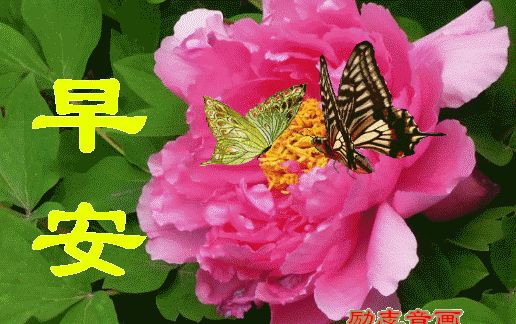 阳光暖人心的早安问候语动态表情图片,早上好动态祝福