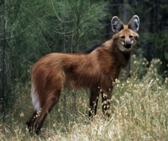 国外发现"狼马杂交"物种,长的非常奇怪,网友:像狐狸