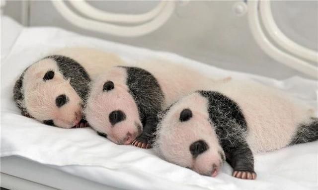 最后:大熊猫幼崽成活率低!