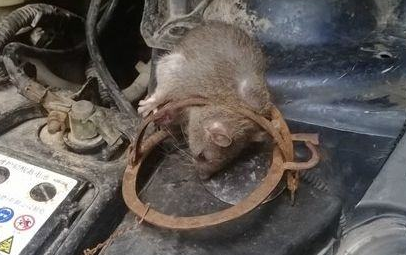 车里传来怪臭，汽修工把汽车内部拆开，看到风道里的东西不淡定了