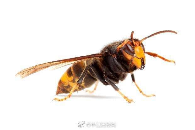 亚洲大黄蜂来到美国,如今情况真是雪上加霜