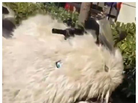 “宝马标”国产摩托，造型似川崎，排量149CC，自带“保暖系统”