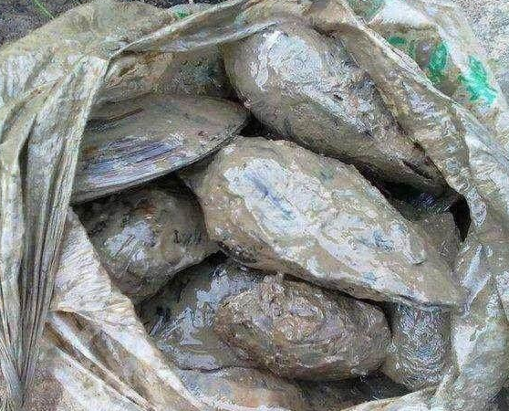 农村湖里抓鱼却捞上老蚌,掰开后不淡定了