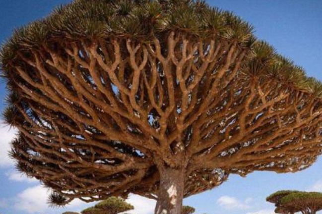 可以“流血”的树，也是世界上最长寿的树，看完长见识了！
